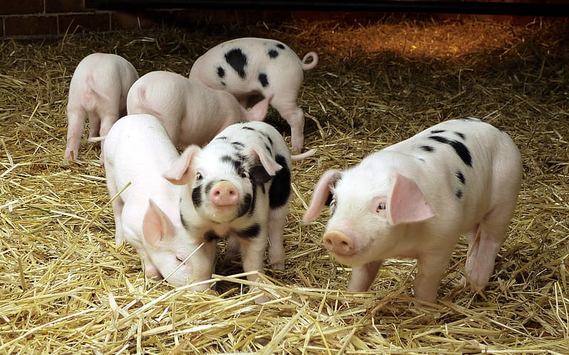 Animal, Pig, Porkers, HD wallpaper