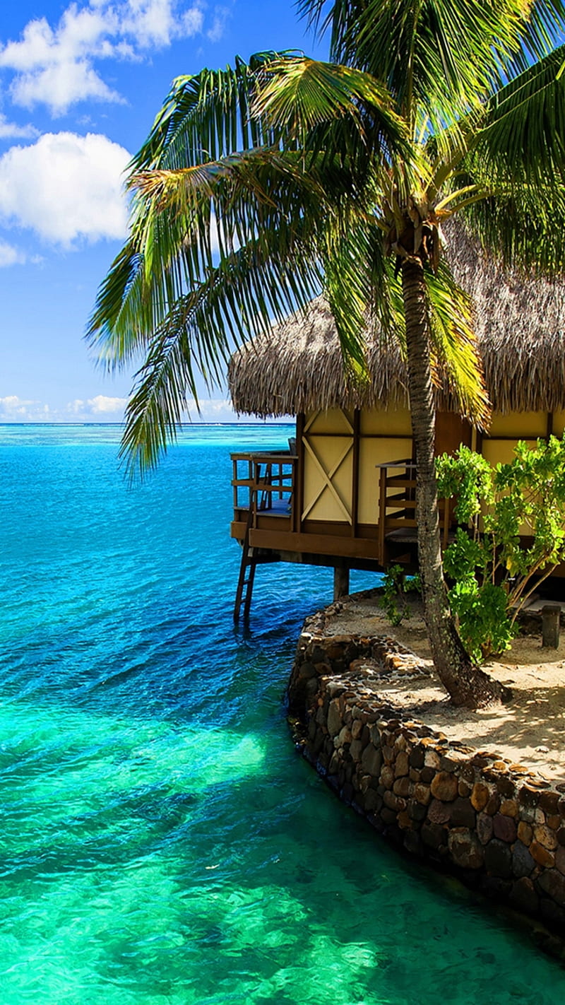 tropical island, beach, new, ocean, palm, paradise, sea, trees, HD phone wallpaper