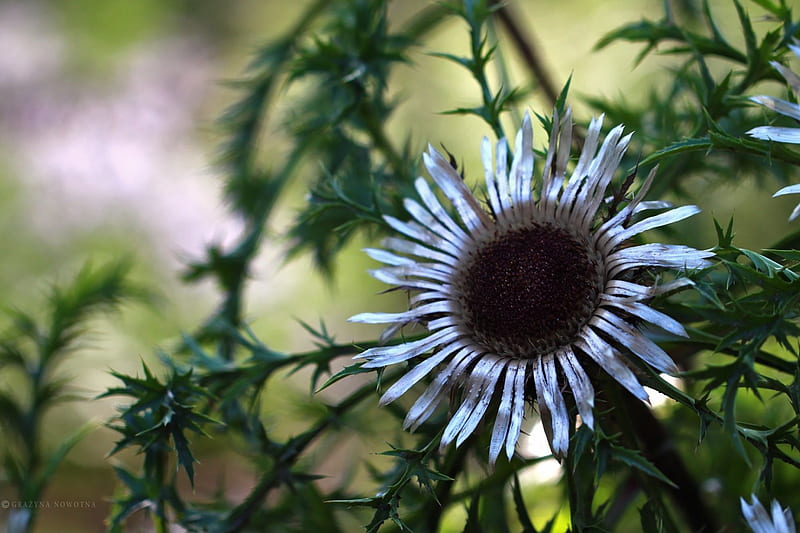 Mountain flower, Mountain, flower, nature, plant, HD wallpaper