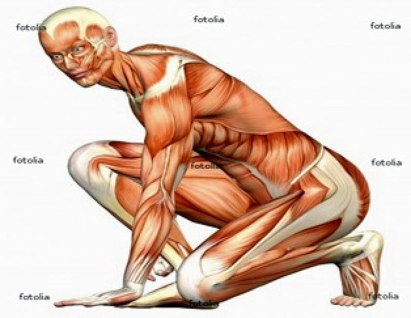 Cuerpo humano, anatomía, Fondo de pantalla HD | Peakpx