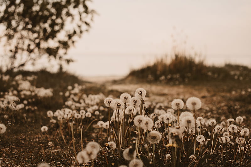dandelions, fluffy, white, plants, nature, HD wallpaper