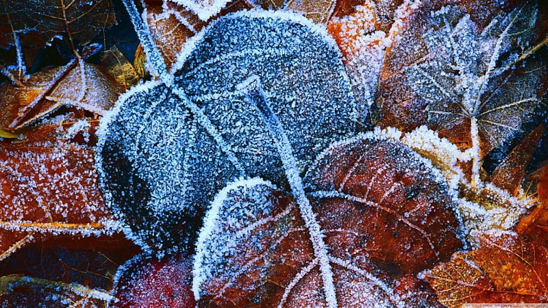 Frost leaves, fall, autumn, abstract, winter, leaf, leaves, graphy, snow, ice, nature, colours, frozen, frost, HD wallpaper