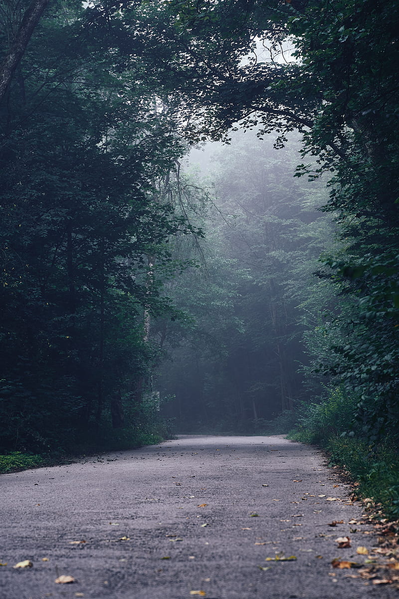 forest, fog, road, turn, trees, HD phone wallpaper