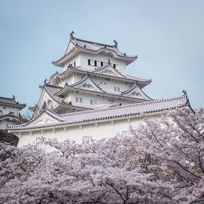 himeji castle, japanese architecture, white building, cherry blossom, sakura, Others, HD phone wallpaper