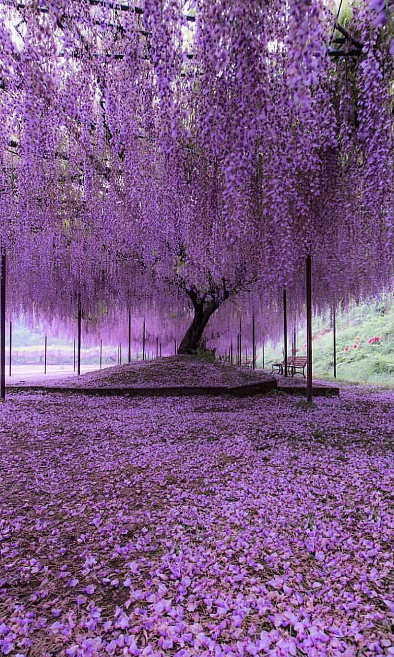 Purple Tree Images - Free Download on Freepik
