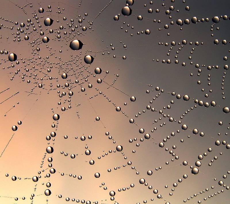rain drops, drops, rain, sipderweb, HD wallpaper