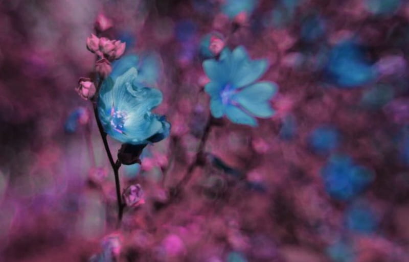 Positive Energy, blue flowers, nature, charms, HD wallpaper | Peakpx