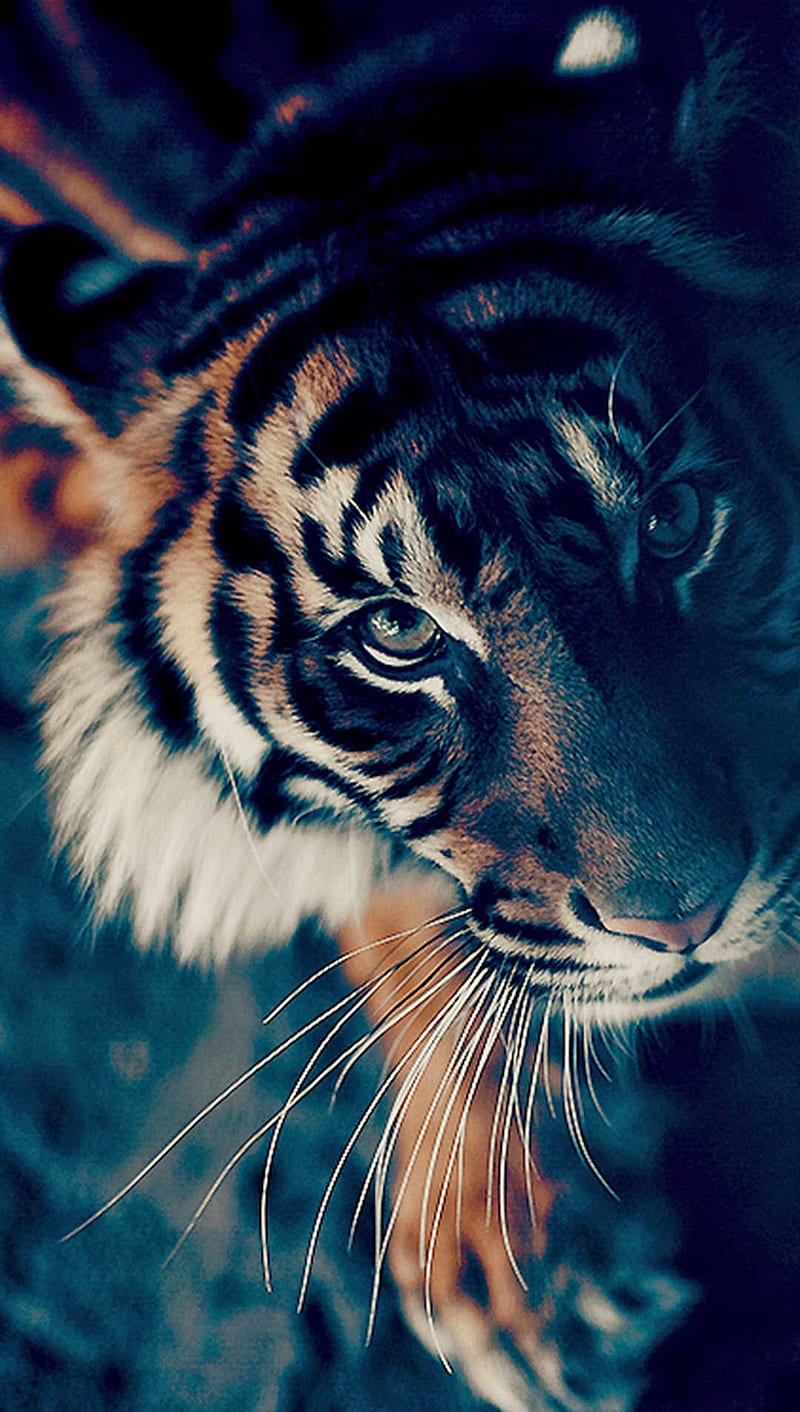 tiger, claw, stripes, HD phone wallpaper