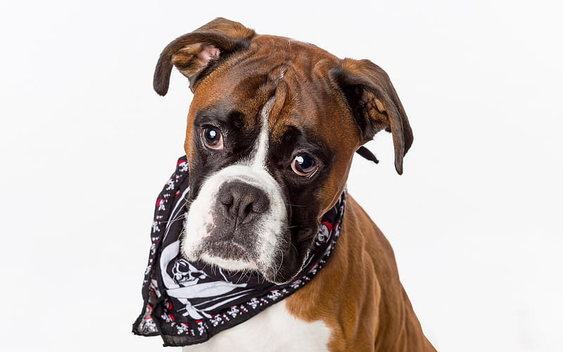 German Boxer, funny dog, portrait, cute animals, dogs, Deutscher Boxer, HD wallpaper