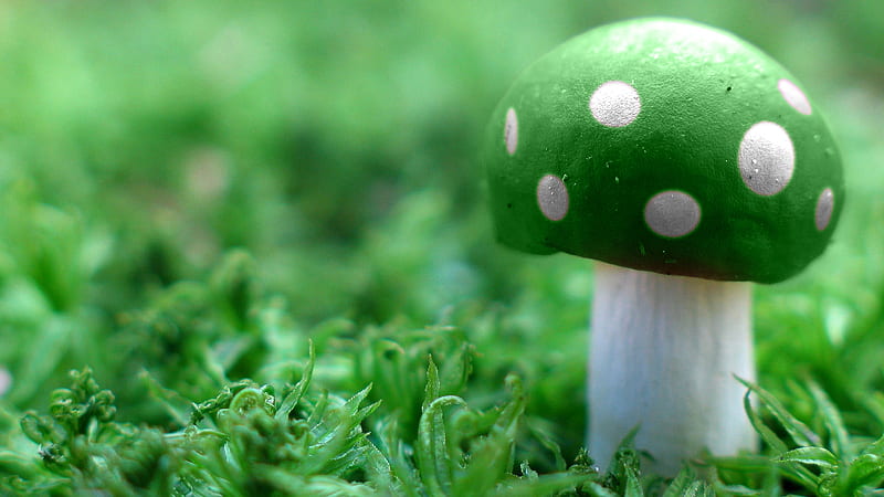 Green White Dots Mushroom On Green Grass Green, HD wallpaper