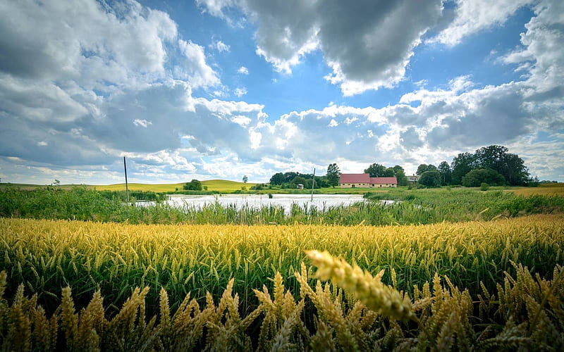Cornfields in Kurzeme, Latvia, Latvia, cornfields, sky, clouds, HD wallpaper