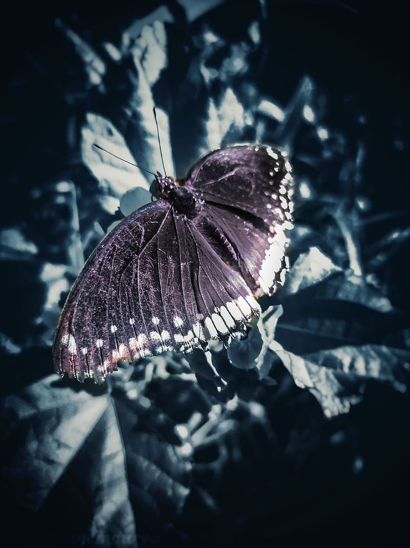 Dark butterfly, avengers, black, butterflies, mirzapur, paper, pubg, wall, HD phone wallpaper