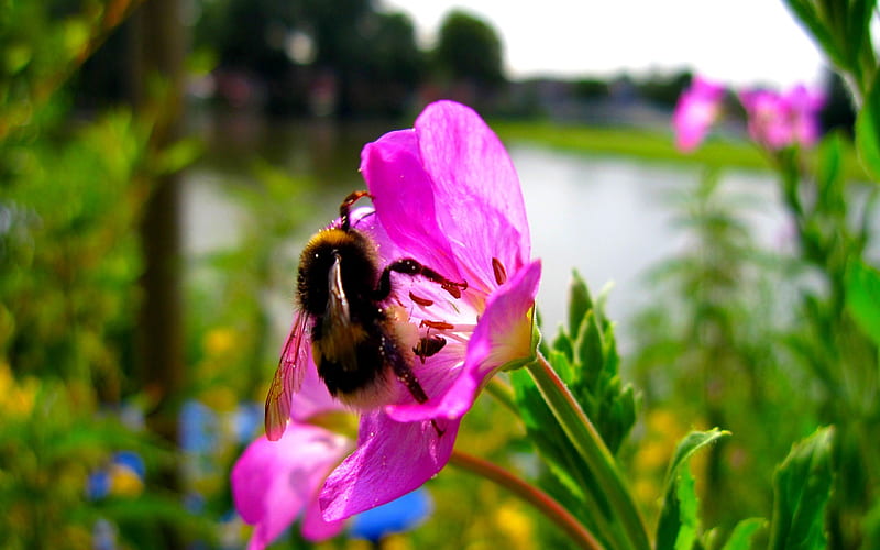 BUMBLE BEE, bee, sucker, honey, bumble, flower, HD wallpaper