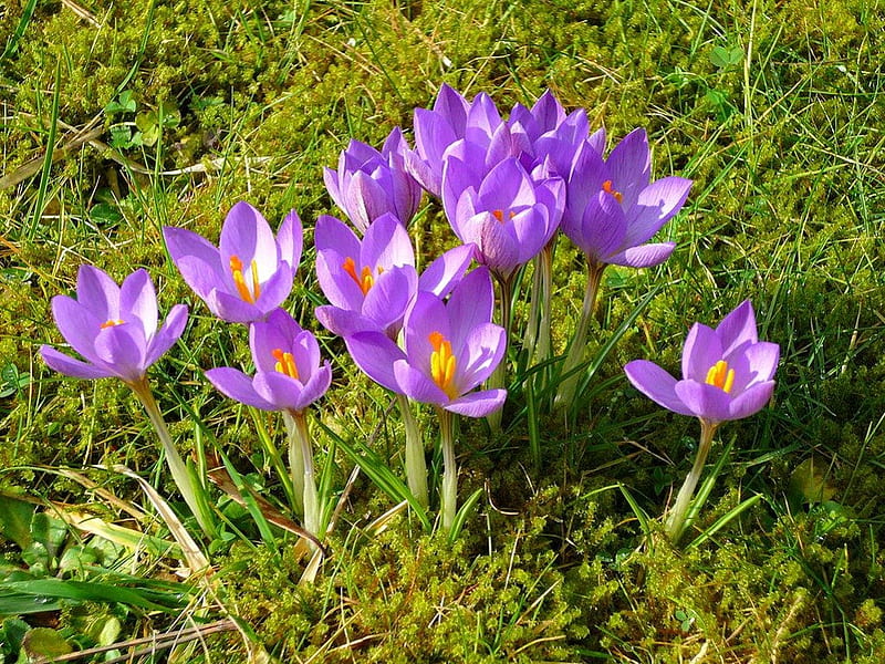 Spring flowers, pretty, crocus, lovely, grass, greenery, bonito, spring, delicate, freshness, nice, flowers, nature, field, meadow, HD wallpaper