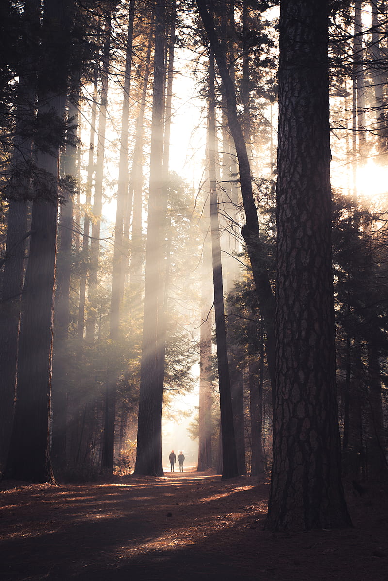 two person walking in the middle of tall trees, HD phone wallpaper