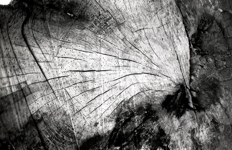 Wood, Tree, graphy, Black & White, HD wallpaper | Peakpx