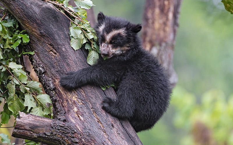 Asian black bear, little bear, moon bear, cute animals, wildlife, teddy bear, white-chested bear, Asiatic black bear, HD wallpaper