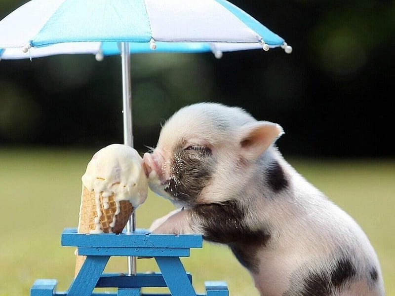 Summer treat, ice cream, food, umbrella, animal, sweet, dessert, cute, summer, funny, piglet, HD wallpaper