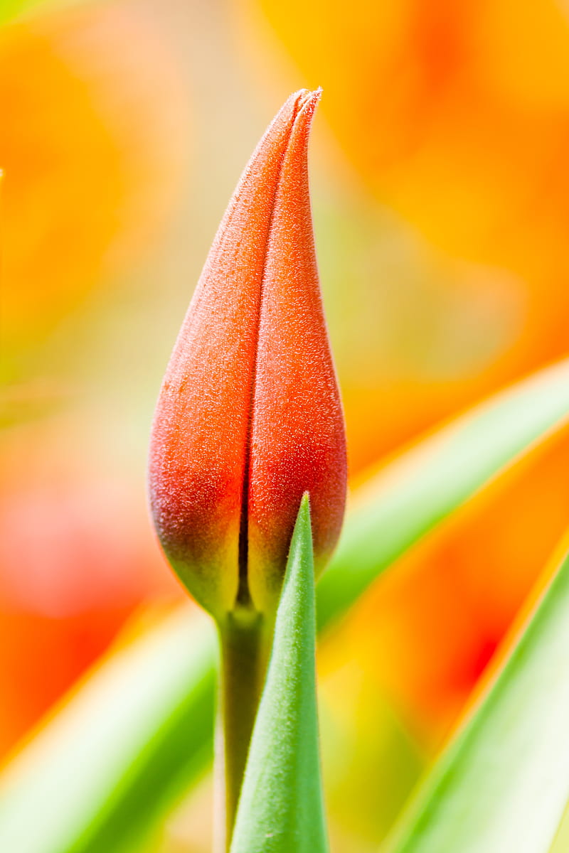 flower, bud, macro, orange, HD phone wallpaper