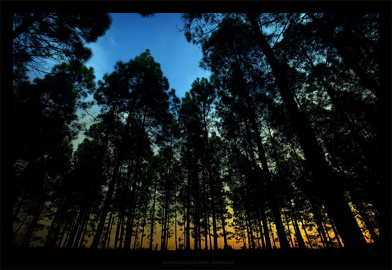It is the morning of my life , forest, dark, black, sunrise, trees, sky, blue, HD wallpaper