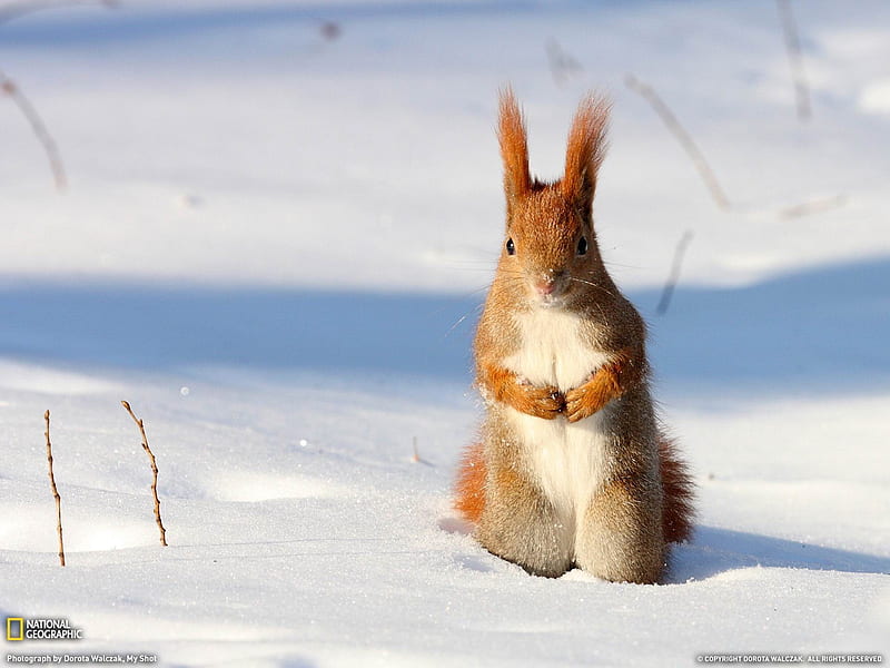 Red Squirrel Poland-National Geographic, HD wallpaper