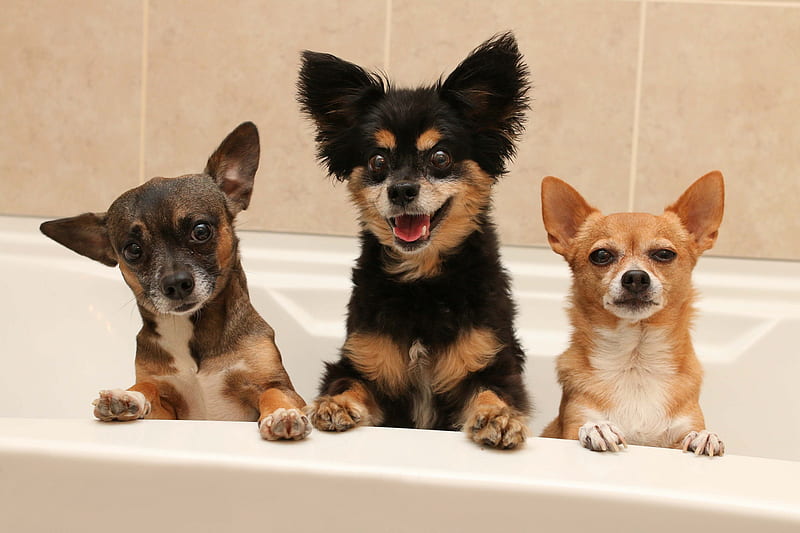 Dogs, Chihuahua, Bathtub, Dog, Pet, HD wallpaper