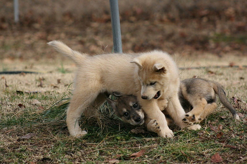 wolf puppies playing, canis lupus, wolfdogs, canidae, carnivora, HD wallpaper