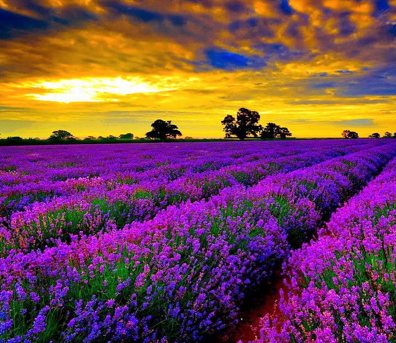 Fragrant rows, purple, flowers, sunset, lavender, fragrance, field, HD wallpaper