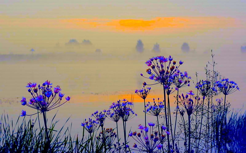 Wild flowers in the morning mist, foggy, sun, grass, high definition, yellow, fog, nice, flowers, beauty, sunrise, morning, , dawn, winter, cool, purple, awesome, violet, scenic, gray, bonito, high quality, cold, graphy, wild, scenery, amazing, horizon, plants, tress, day, petals, nature, branches, frozen, scene, HD wallpaper