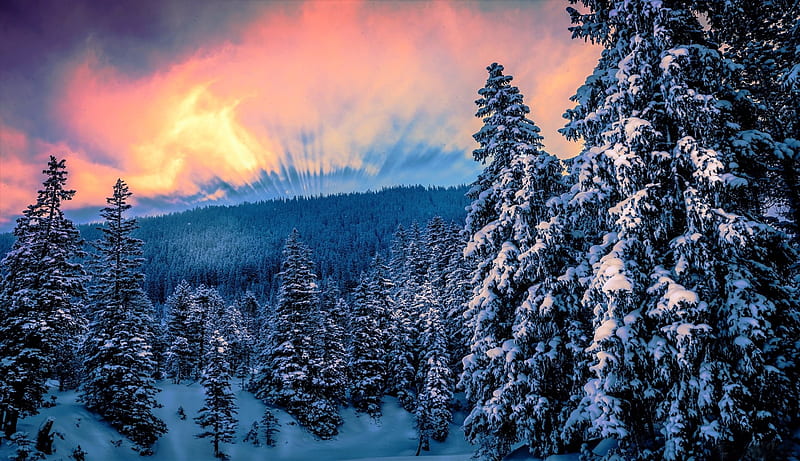 Forest Winter Twilight, Mountains, Trees, Sky, Forests, Twilight