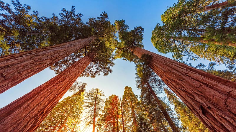 Giant Sequoia Trees Kings Canyon National Parks California Bing, HD wallpaper