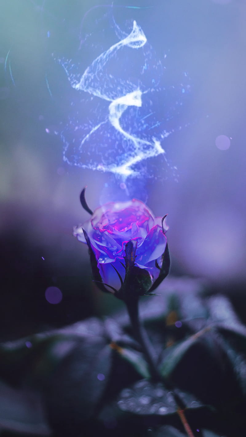 Blue Rose, elements, ice, HD phone wallpaper | Peakpx