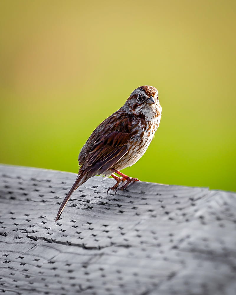 sparrow, bird, glance, tail, HD phone wallpaper