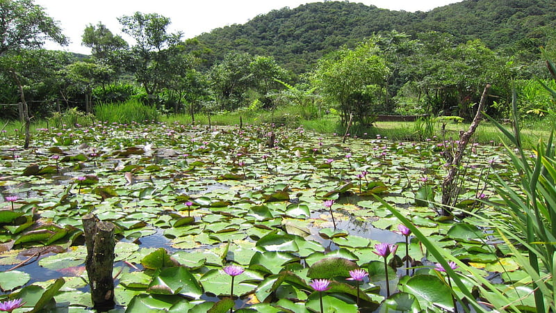 Beautiful lotus, bonito, garden, lotus, lush green, HD wallpaper | Peakpx