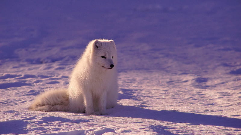 White Dog Puppy Is Sitting On Snow Dog, HD wallpaper