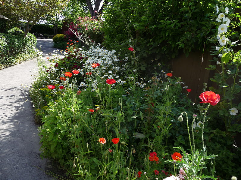 poppies, red, flowers, garden, park, HD wallpaper