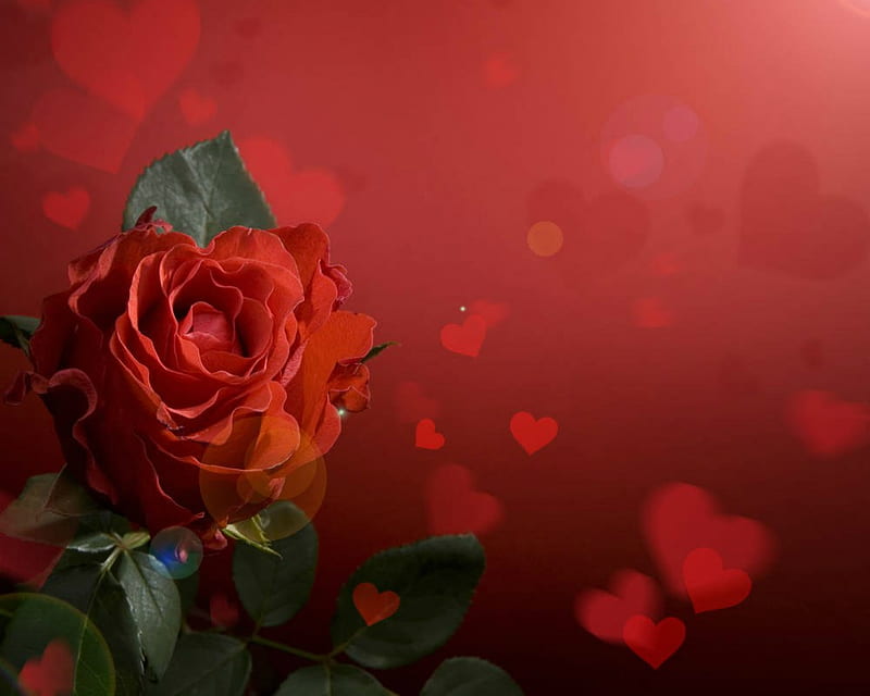 Beautiful Rose, Flower, Red, Rose, Heart, Hd Wallpaper 