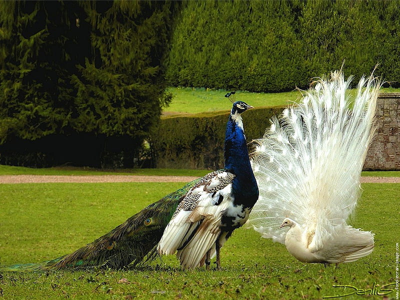 With and without, tail feathers, colored, peacocks, fanning, white, display, HD wallpaper