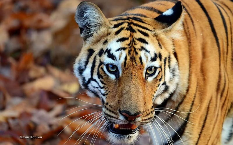 Tigress, tiger, wilderness, graphy, wild, close-up, animals, abstract, predators, predatory animals, macro, wild cats, wildlife, nature, cats, big cats, HD wallpaper