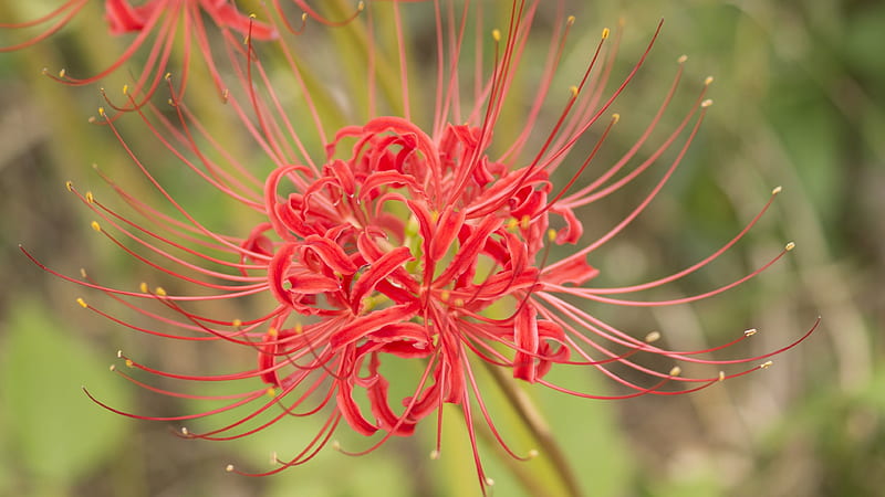 Red Spider Lily, Manjushage, Lycoris radiata, Red, 3810x2160, Lycoris, spider, spider lily, radiata, Lycorideae, Flowers, Cluster amaryllis, Flower, HD wallpaper