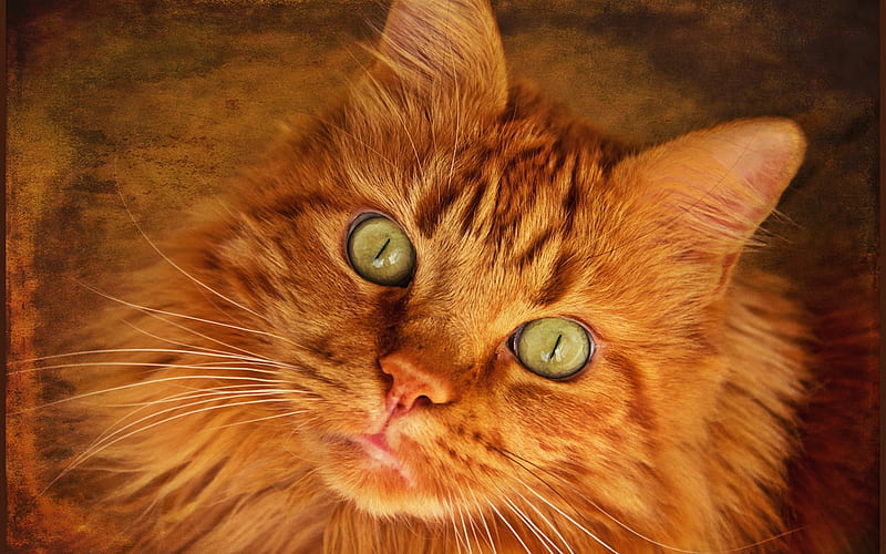 Maine Coon, fluffy cat, ginger cat, close-up, grunge art, cute animals, ginger Maine Coon, pets, cats, domestic cats, Maine Coon Cat, HD wallpaper
