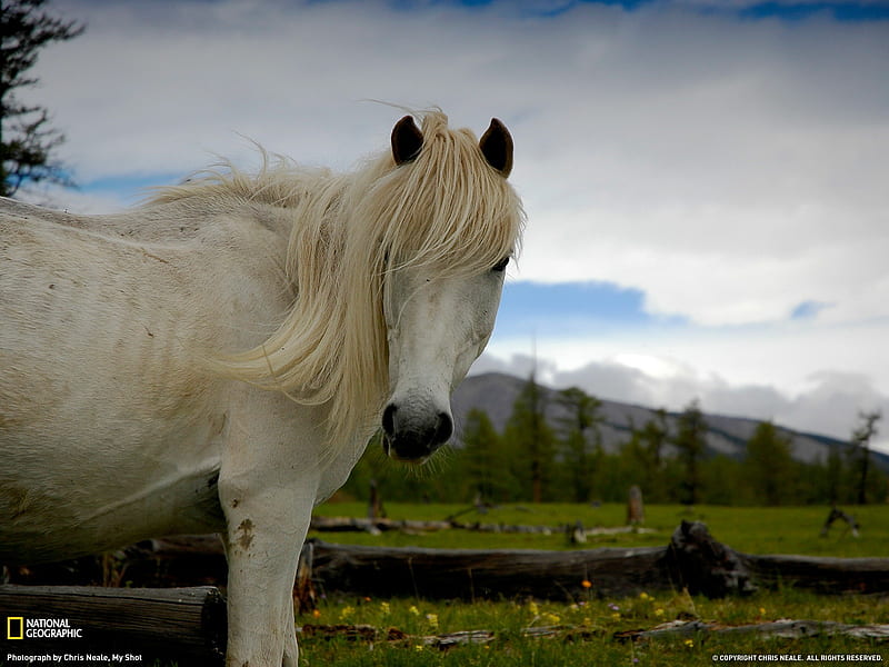 Wild Horse Mongolia-National Geographic magazine, HD wallpaper