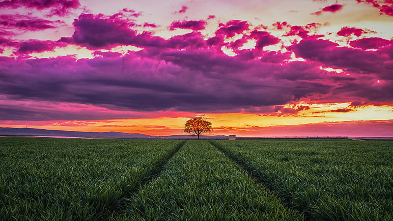 Sunset, summer, sky, pink, landscape, field, cloud, peisaj, tree, vara, green, HD wallpaper