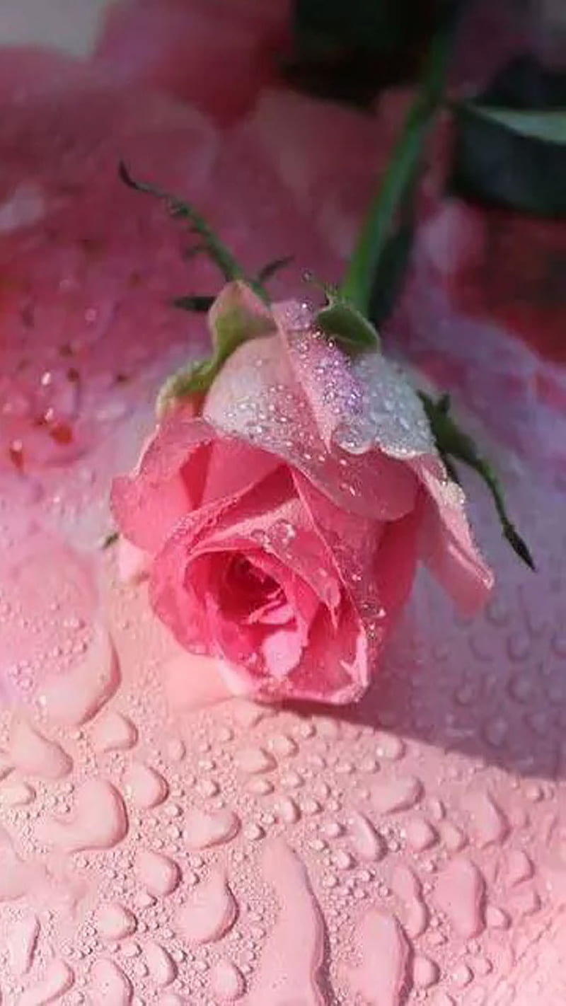Rose, pink, HD phone wallpaper