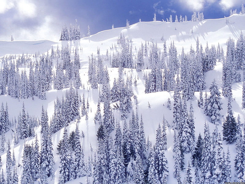 Blanket of snow, snow, washington, trees, olympic national park, winter, HD wallpaper