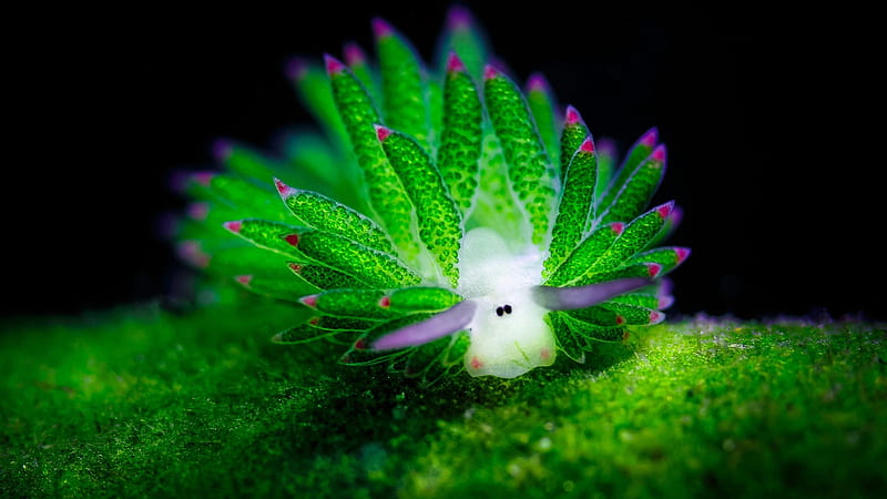Costasiella Kuroshimae - sea slug, water, green, snail, limax, white, pink, sea, slug, HD wallpaper