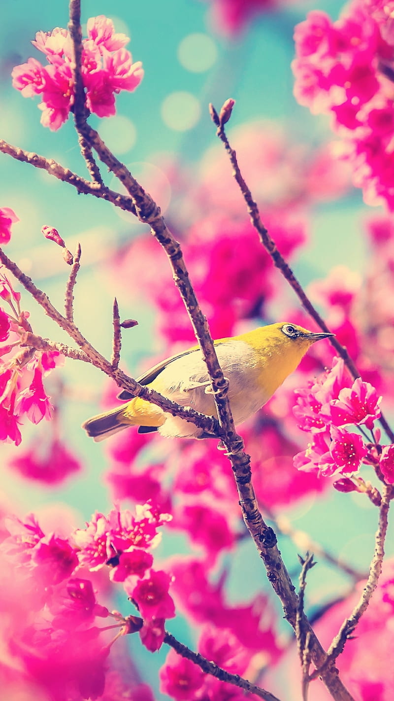 birds, cherry blossom tree, HD phone wallpaper