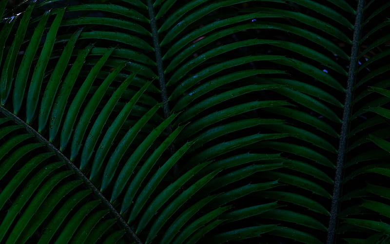 green leaves texture, background with green leaves, natural background, leaves texture, eco background, palm leaves texture, HD wallpaper