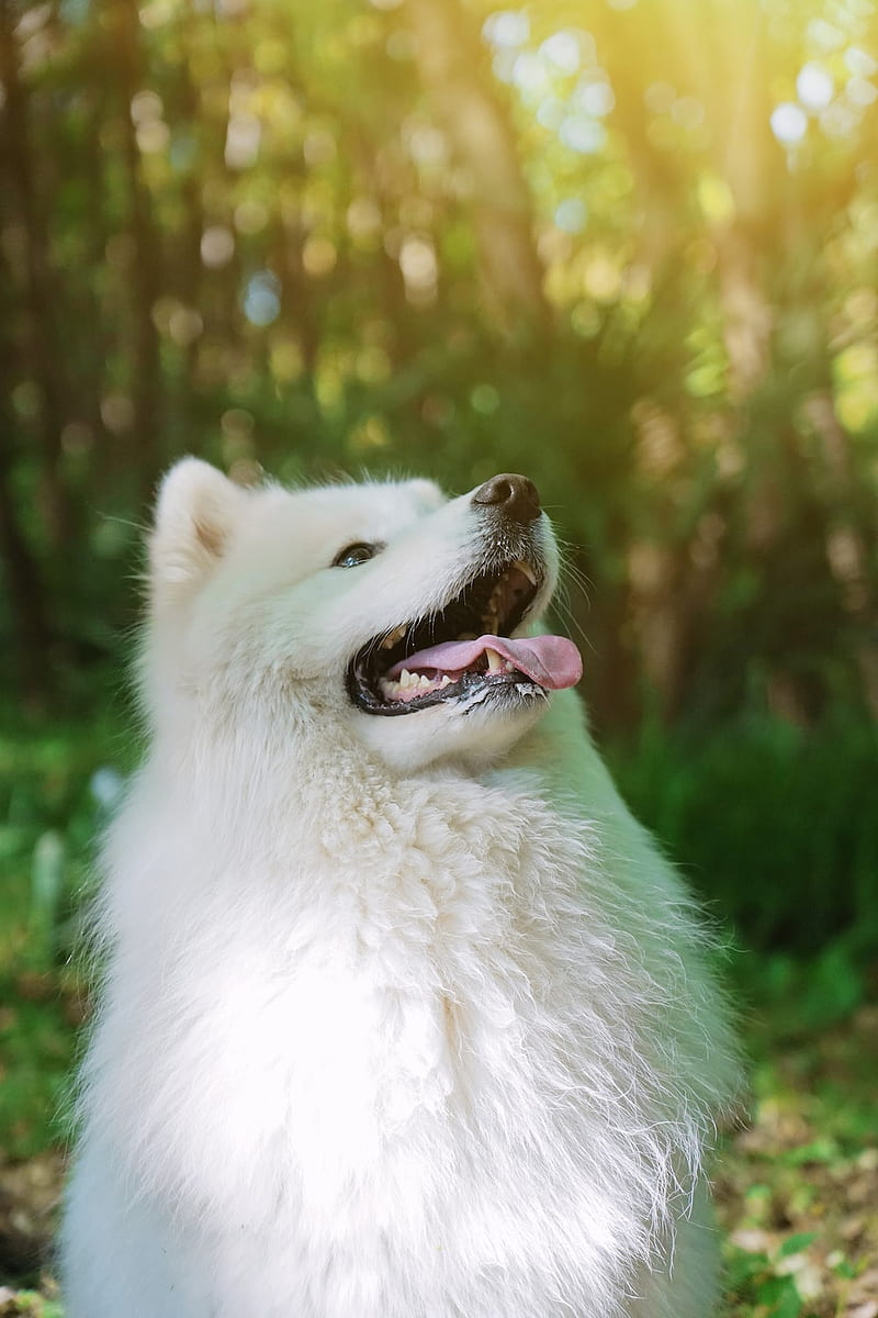 Page 2 | HD samoyed dogs wallpapers | Peakpx