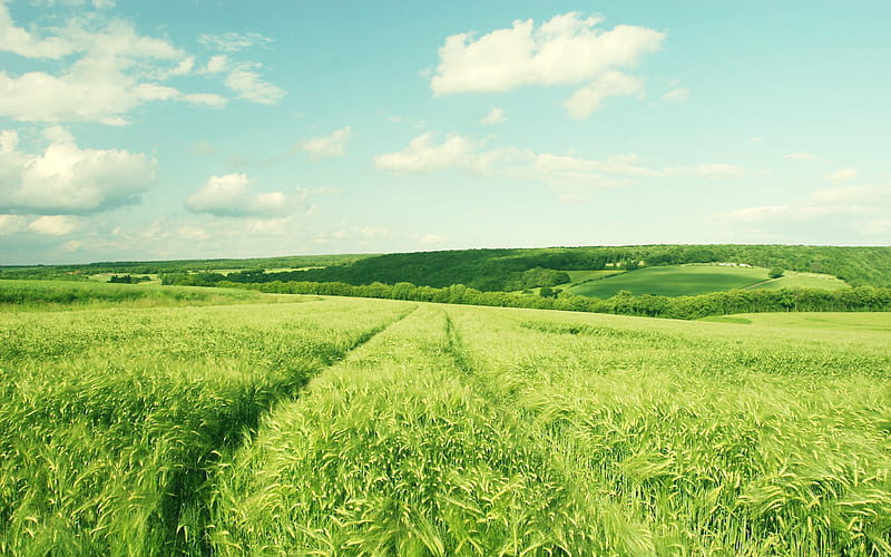 Wheat fields of Burgundy France-Small fresh landscape, HD wallpaper